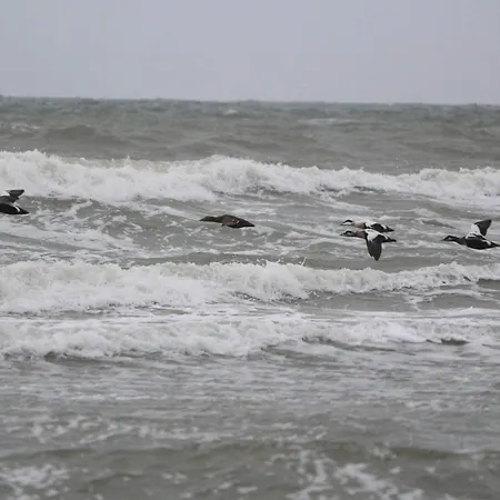 5 Star In